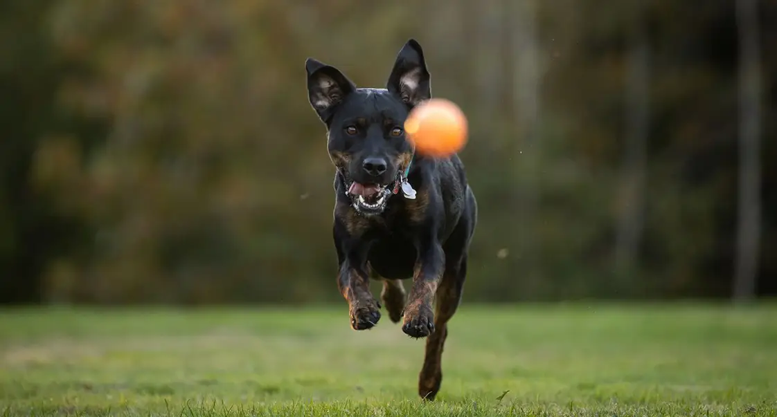 Dog chasing ball Photo of dog chasing an orange ball in a field